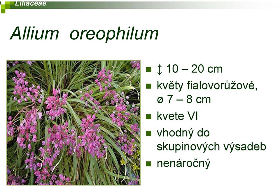 ø7 8 cm kvete VI vhodný