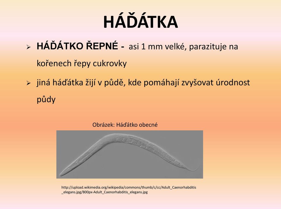 Obrázek: Háďátko obecné http://upload.wikimedia.