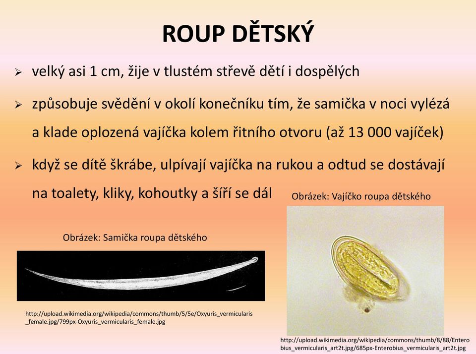 Obrázek: Vajíčko roupa dětského Obrázek: Samička roupa dětského http://upload.wikimedia.org/wikipedia/commons/thumb/5/5e/oxyuris_vermicularis _female.