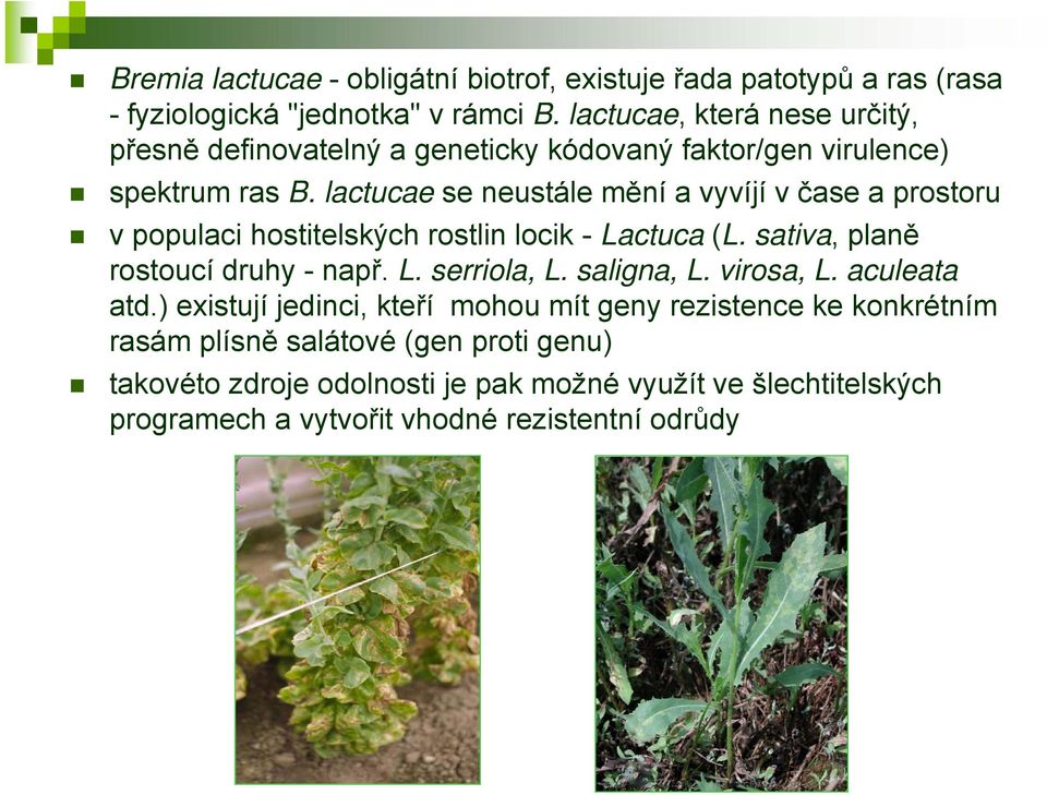 lactucae se neustále mění a vyvíjí v čase a prostoru v populaci hostitelských rostlin locik - Lactuca (L. sativa, planě rostoucí druhy - např. L. serriola, L.