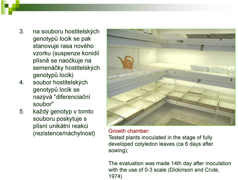 každý genotyp v tomto souboru poskytuje s plísní unikátní reakci (rezistence/náchylnost) Growth chamber: Tested plants inoculated in