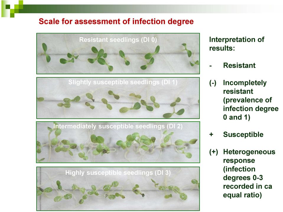 Highly susceptible seedlings (DI 3) (-) Incompletely resistant (prevalence of infection degree