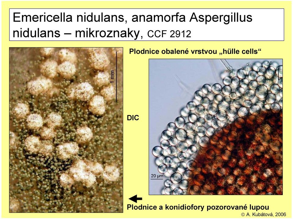 Aspergillus nidulans mikroznaky, CCF