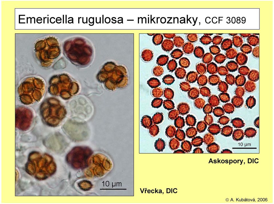 mikroznaky, CCF