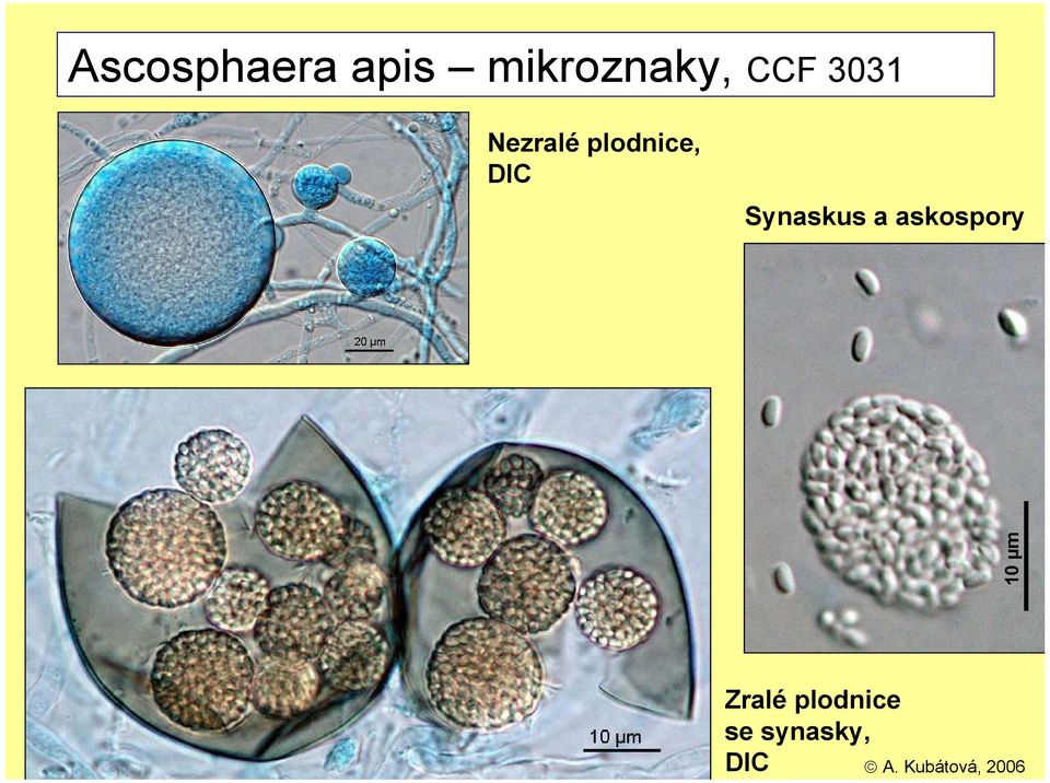 mikroznaky, CCF 3031