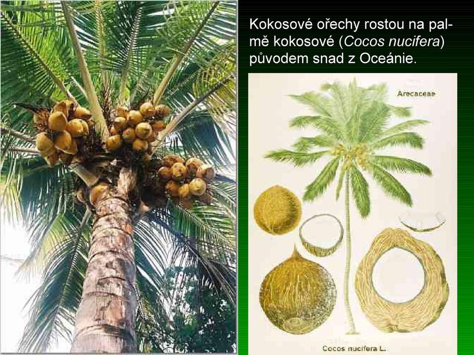 kokosové (Cocos