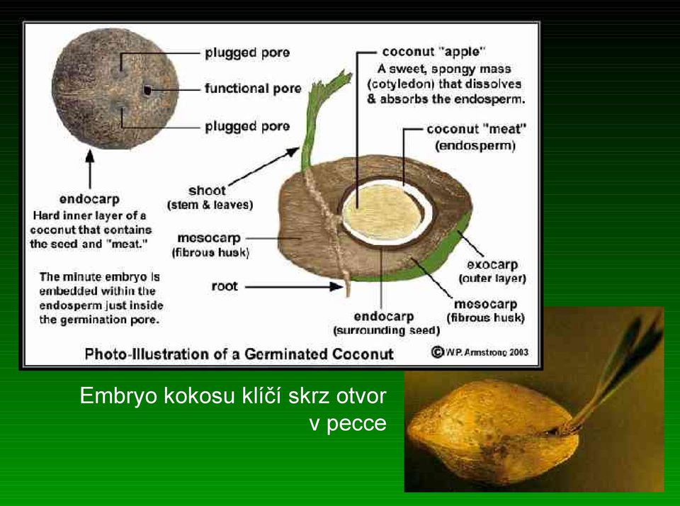 klíčí