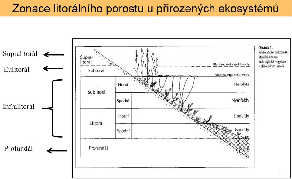 ekosystémů Supralitorál