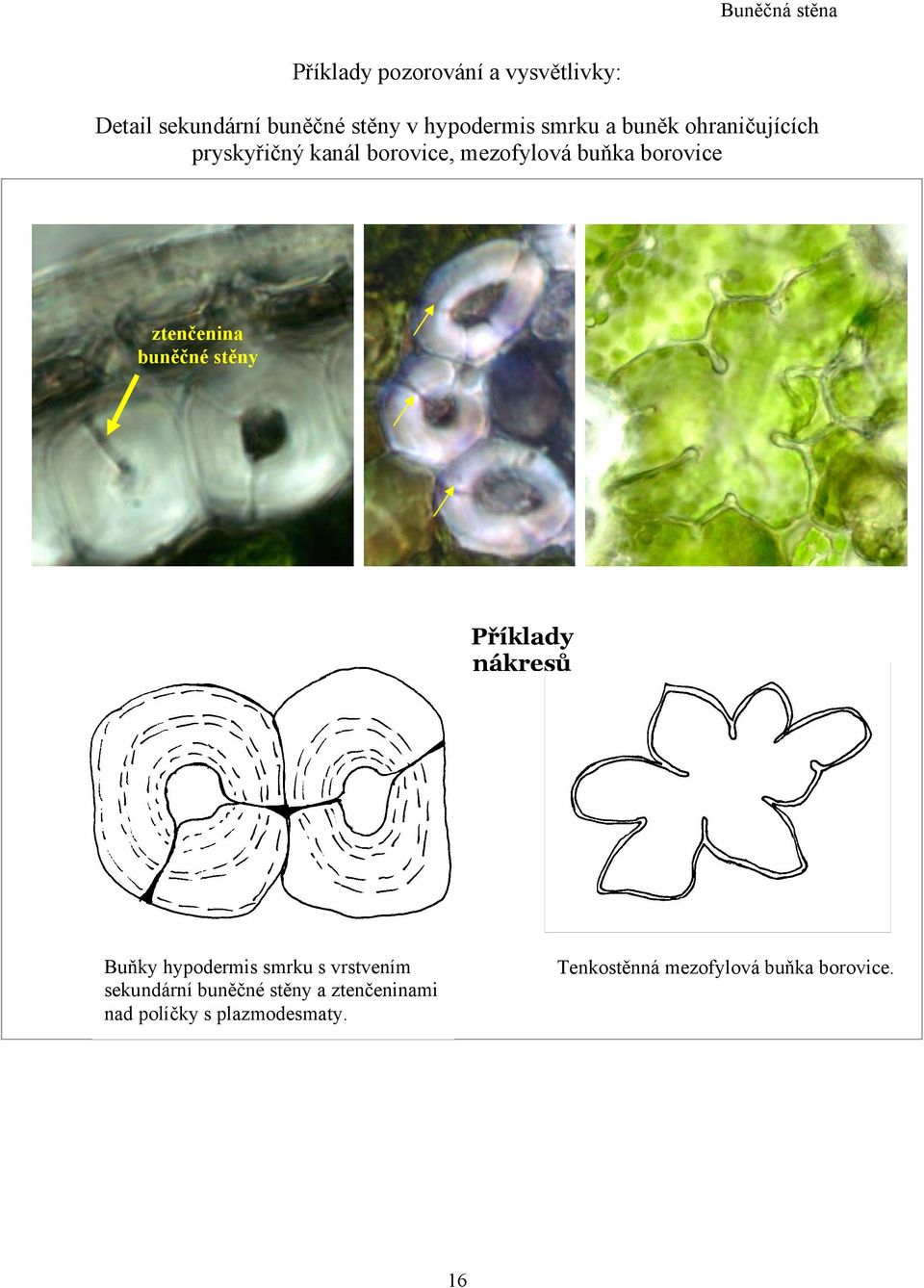 buněčné stěny Příklady nákresů Buňky hypodermis smrku s vrstvením sekundární buněčné