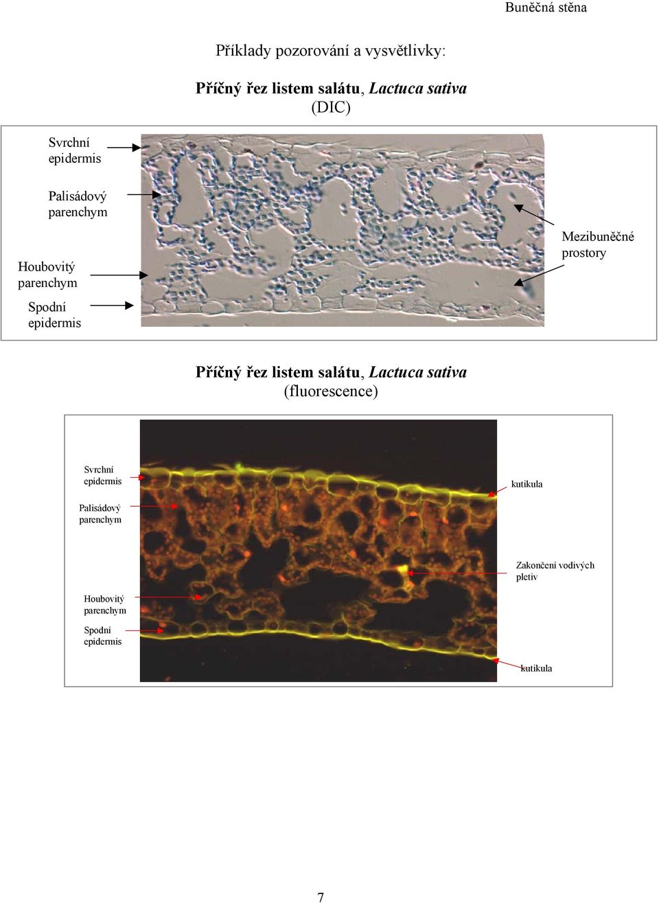 prostory Příčný řez listem salátu, Lactuca sativa (fluorescence) Svrchní epidermis