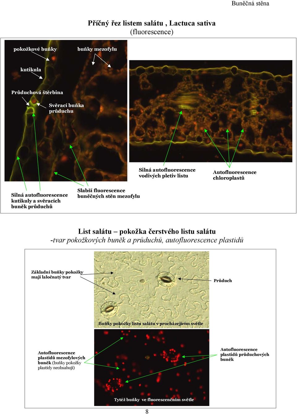 čerstvého listu salátu -tvar pokožkových buněk a průduchů, autofluorescence plastidů Základní buňky pokožky mají laločnatý tvar Průduch Buňky pokožky listu salátu v