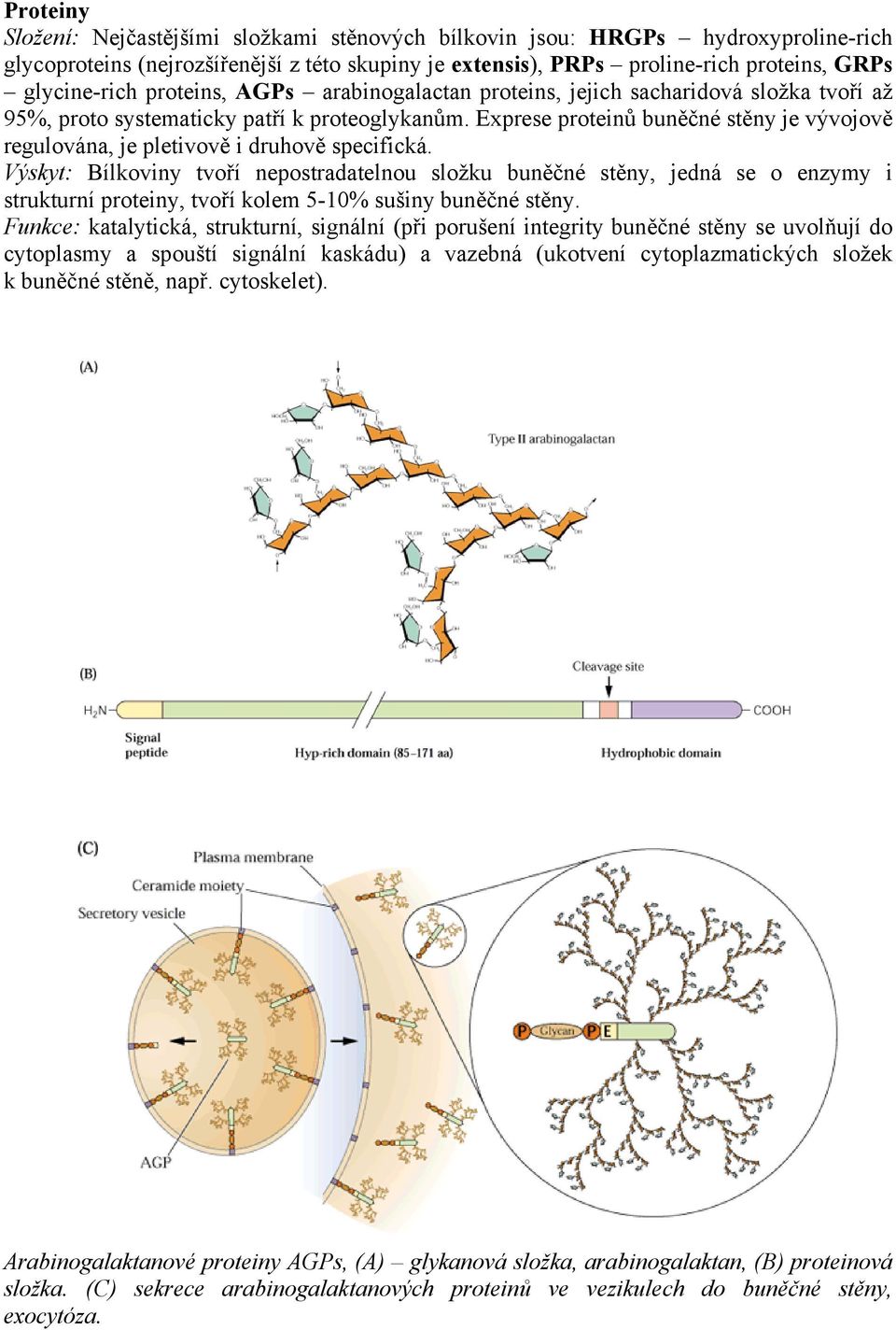 Exprese proteinů buněčné stěny je vývojově regulována, je pletivově i druhově specifická.