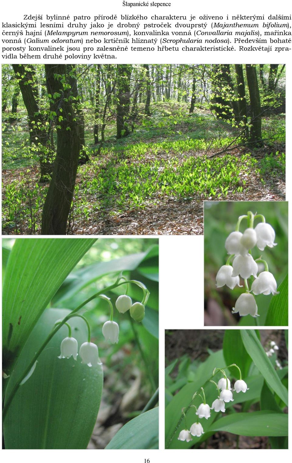 (Convallaria majalis), mařinka vonná (Galium odoratum) nebo krtičník hlíznatý (Scrophularia nodosa).