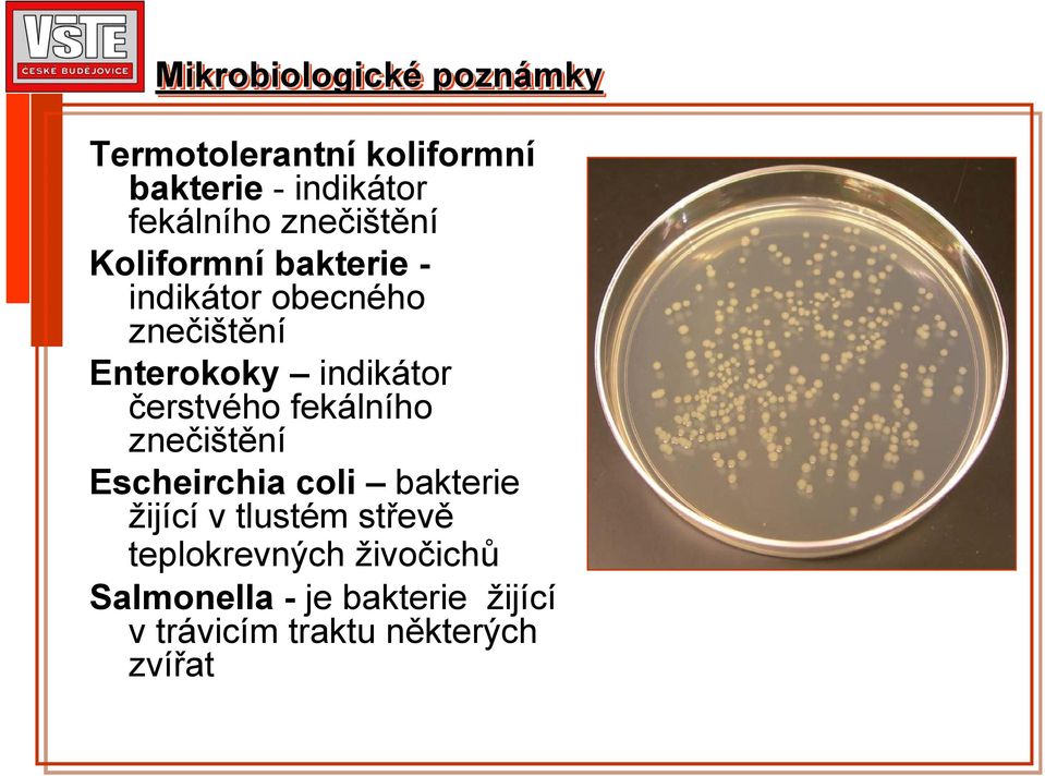 čerstvého fekálního znečištění Escheirchia coli bakterie žijící v tlustém střevě