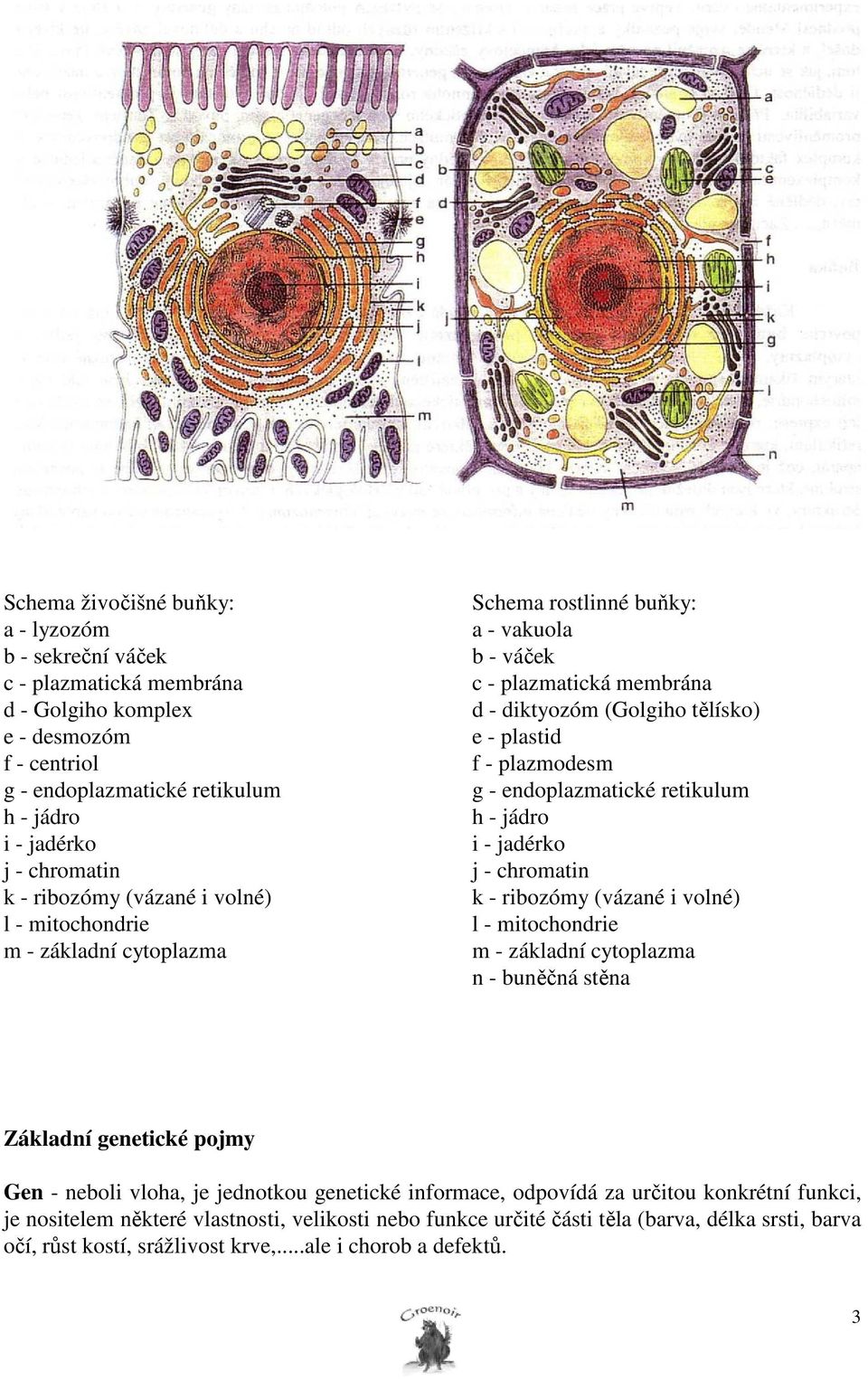 - endoplazmatické retikulum h - jádro i - jadérko j - chromatin k - ribozómy (vázané i volné) l - mitochondrie m - základní cytoplazma n - buněčná stěna Základní genetické pojmy Gen - neboli vloha,