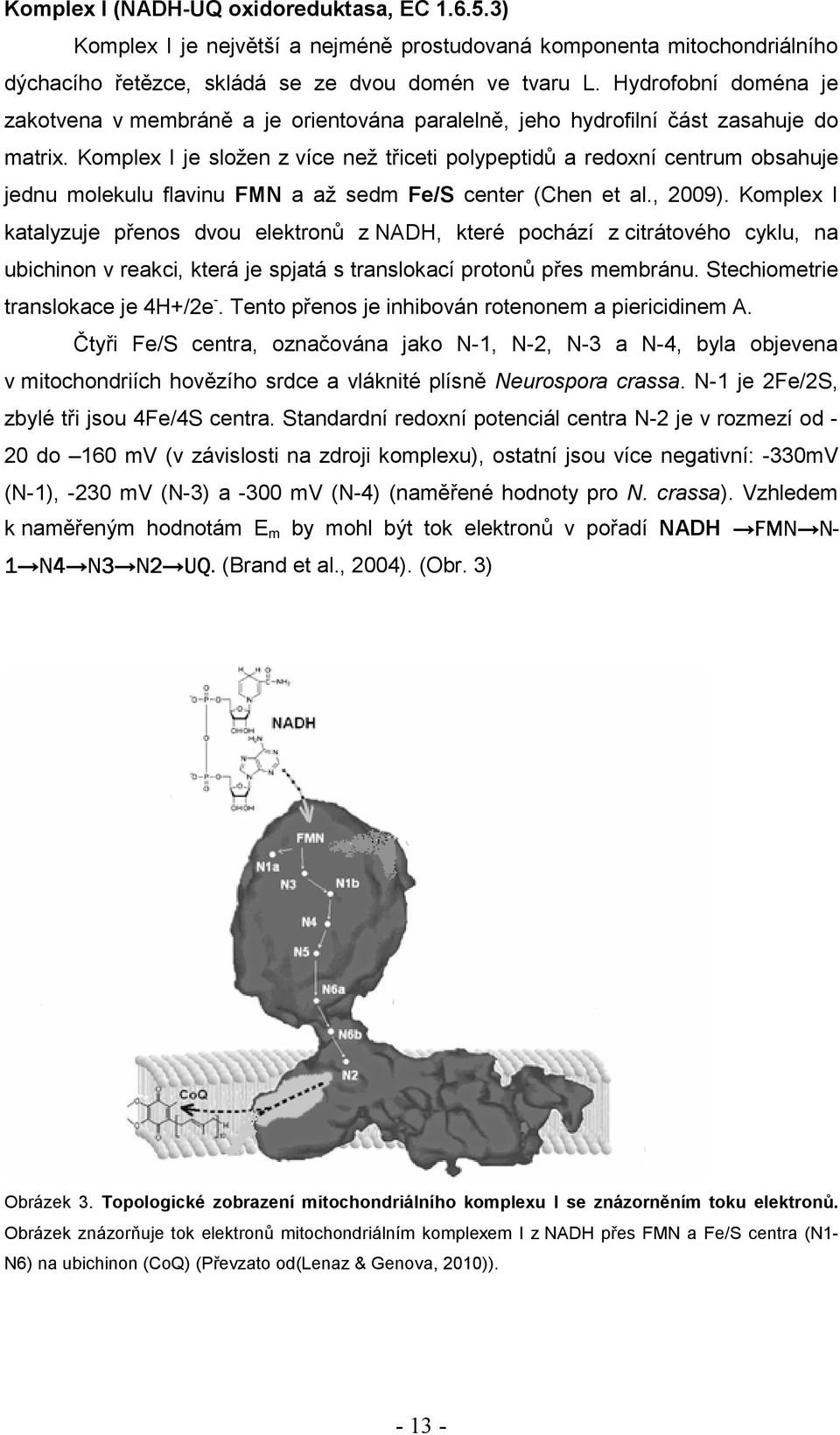 Komplex I je složen z více než třiceti polypeptidů a redoxní centrum obsahuje jednu molekulu flavinu FMN a až sedm Fe/S center (Chen et al., 2009).