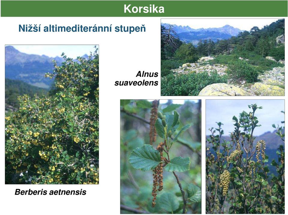 stupeň Alnus