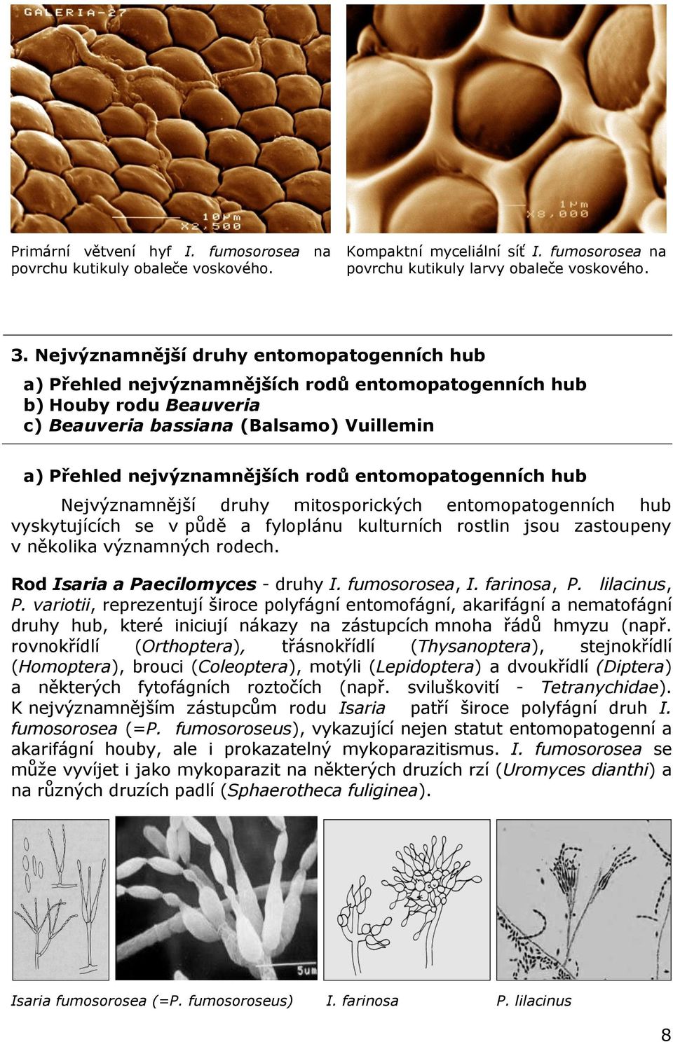 entomopatogenních hub Nejvýznamnější druhy mitosporických entomopatogenních hub vyskytujících se v půdě a fyloplánu kulturních rostlin jsou zastoupeny v několika významných rodech.