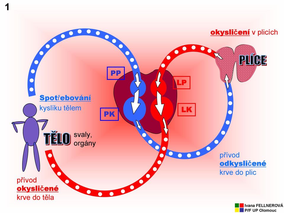 LP LK přívod okysličené krve do