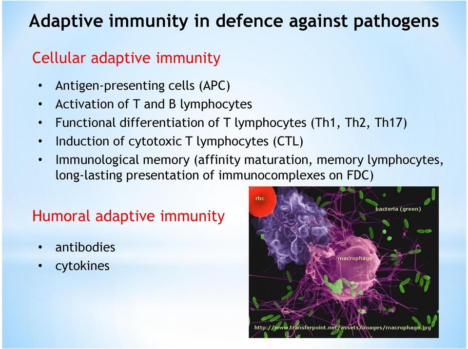 Induction of cytotoxic T lymphocytes (CTL) Immunological memory (affinity maturation, memory