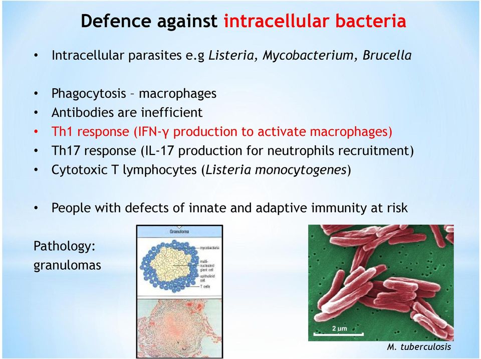 (IFN-γ production to activate macrophages) Th17 response (IL-17 production for neutrophils recruitment)