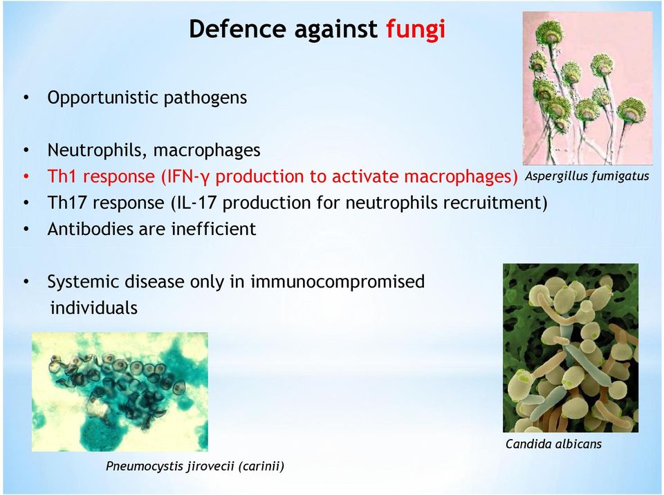 production for neutrophils recruitment) Antibodies are inefficient Systemic disease