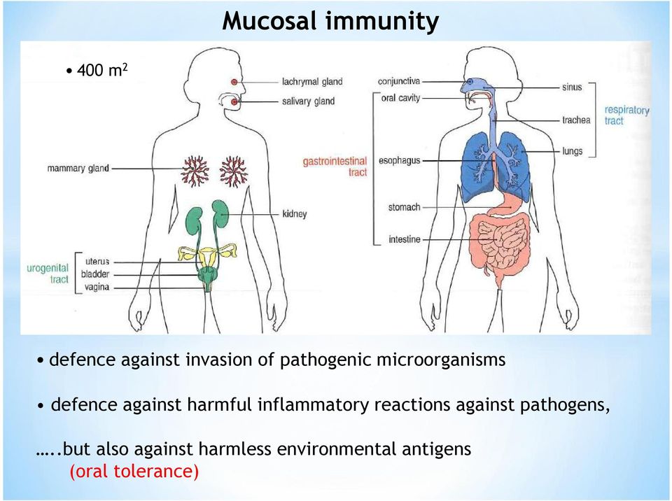 inflammatory reactions against pathogens,.