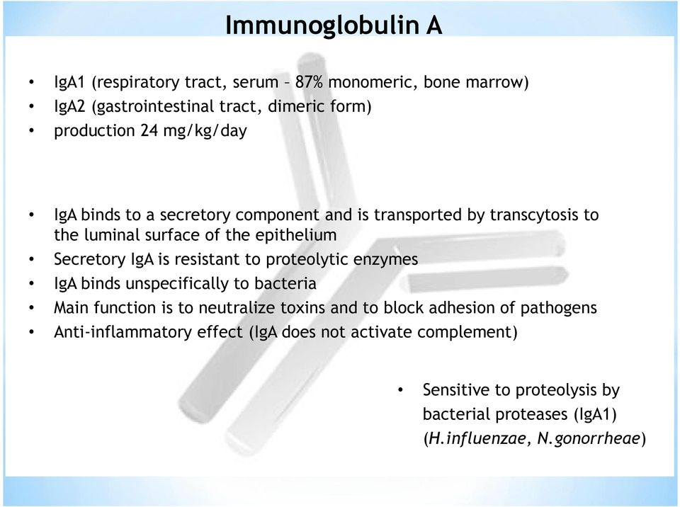 resistant to proteolytic enzymes IgA binds unspecifically to bacteria Main function is to neutralize toxins and to block adhesion of