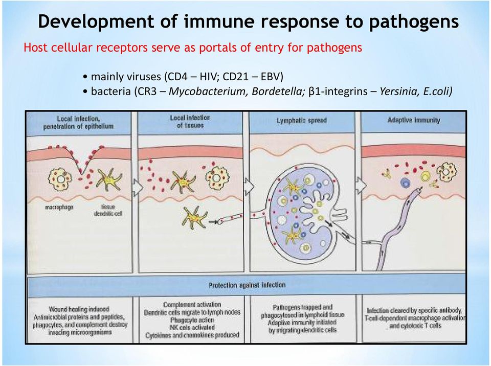 pathogens mainly viruses (CD4 HIV; CD21 EBV) bacteria