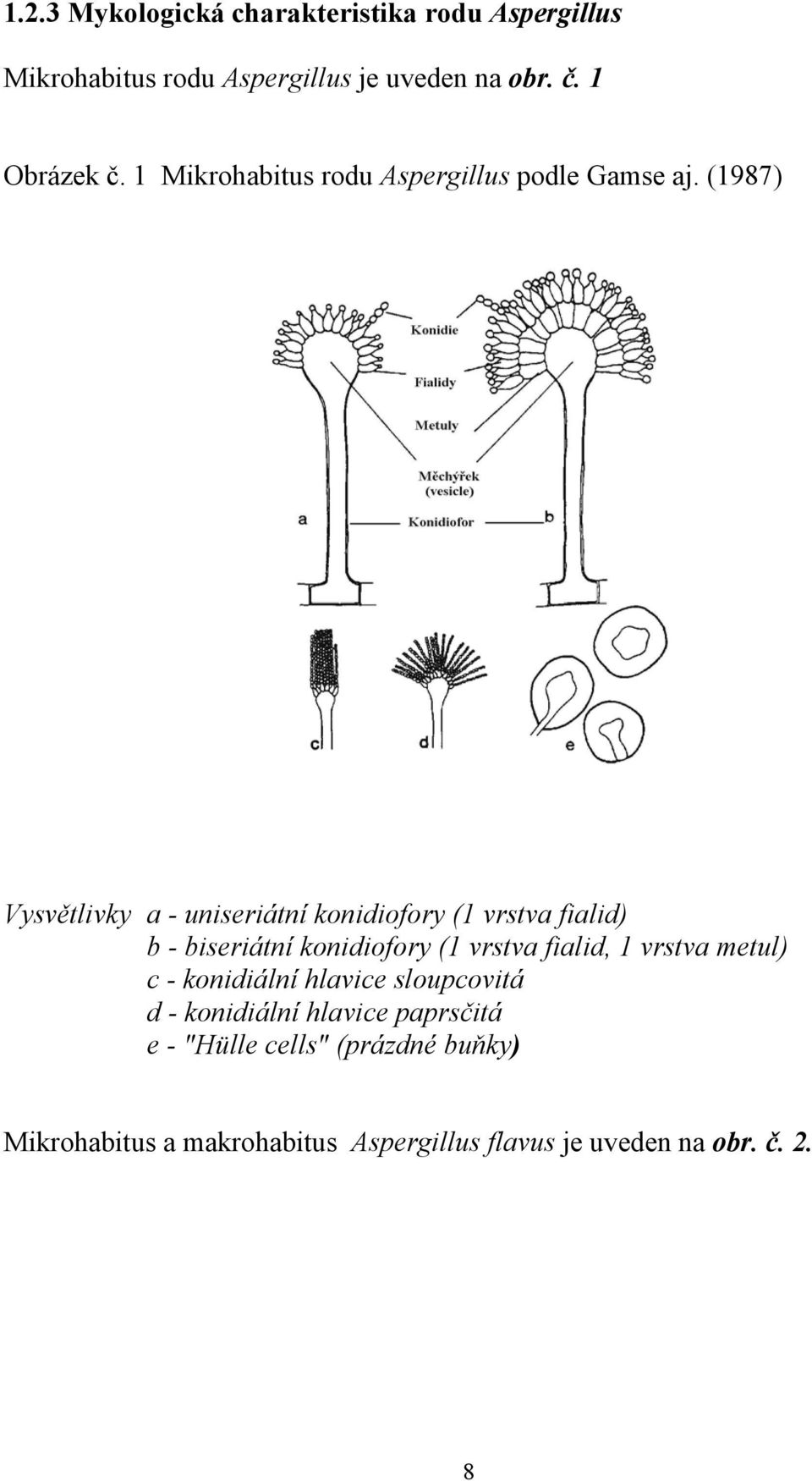 (1987) Vysvětlivky a - uniseriátní konidiofory (1 vrstva fialid) b - biseriátní konidiofory (1 vrstva fialid, 1