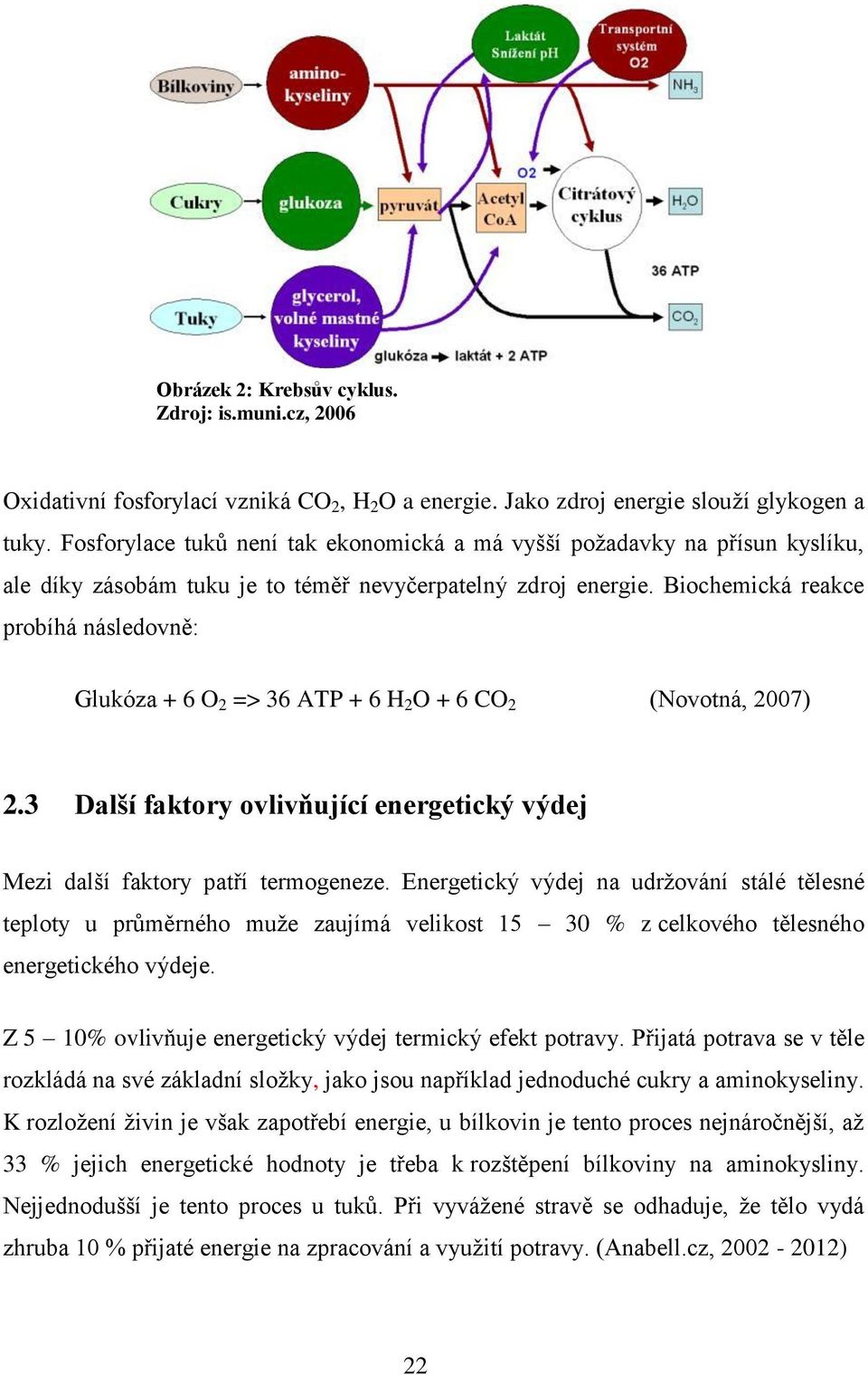 Biochemická reakce probíhá následovně: Glukóza + 6 O 2 => 36 ATP + 6 H 2 O + 6 CO 2 (Novotná, 2007) 2.3 Další faktory ovlivňující energetický výdej Mezi další faktory patří termogeneze.