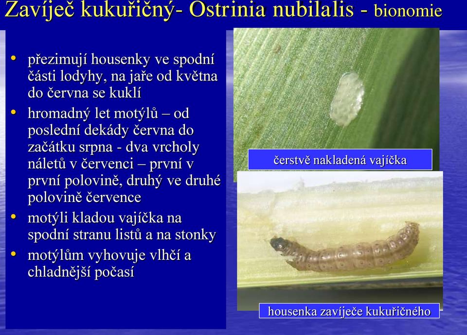 náletů v červenci první v první polovině, druhý ve druhé polovině července motýli kladou vajíčka na spodní