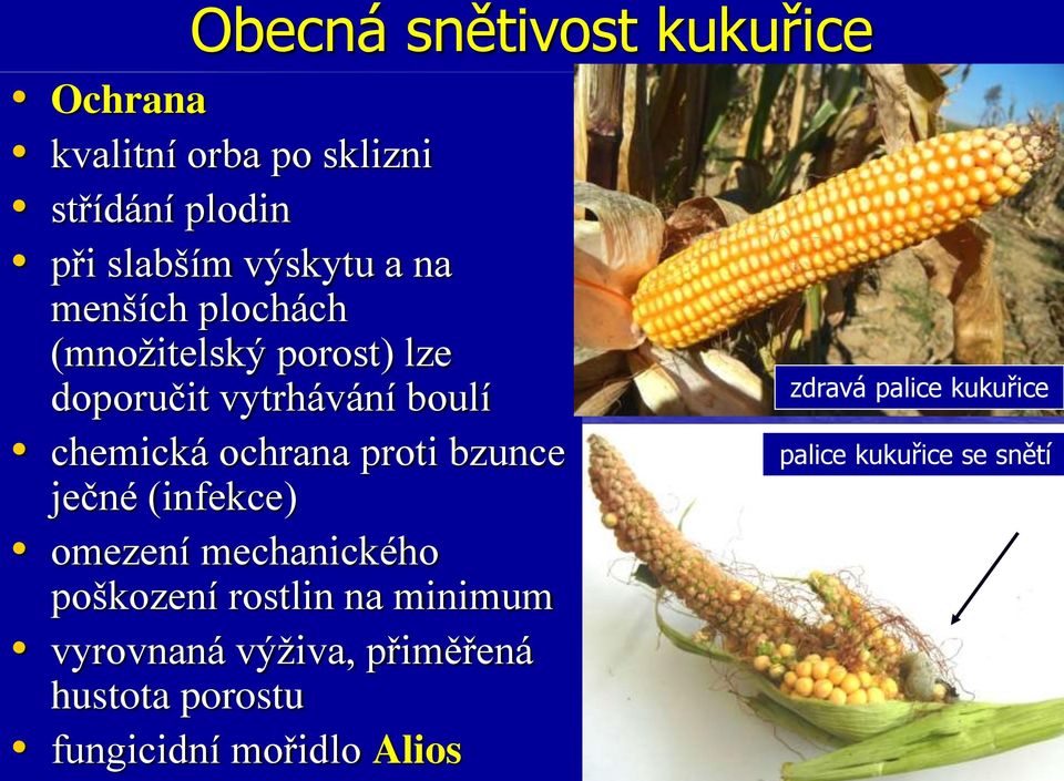 proti bzunce ječné (infekce) omezení mechanického poškození rostlin na minimum vyrovnaná