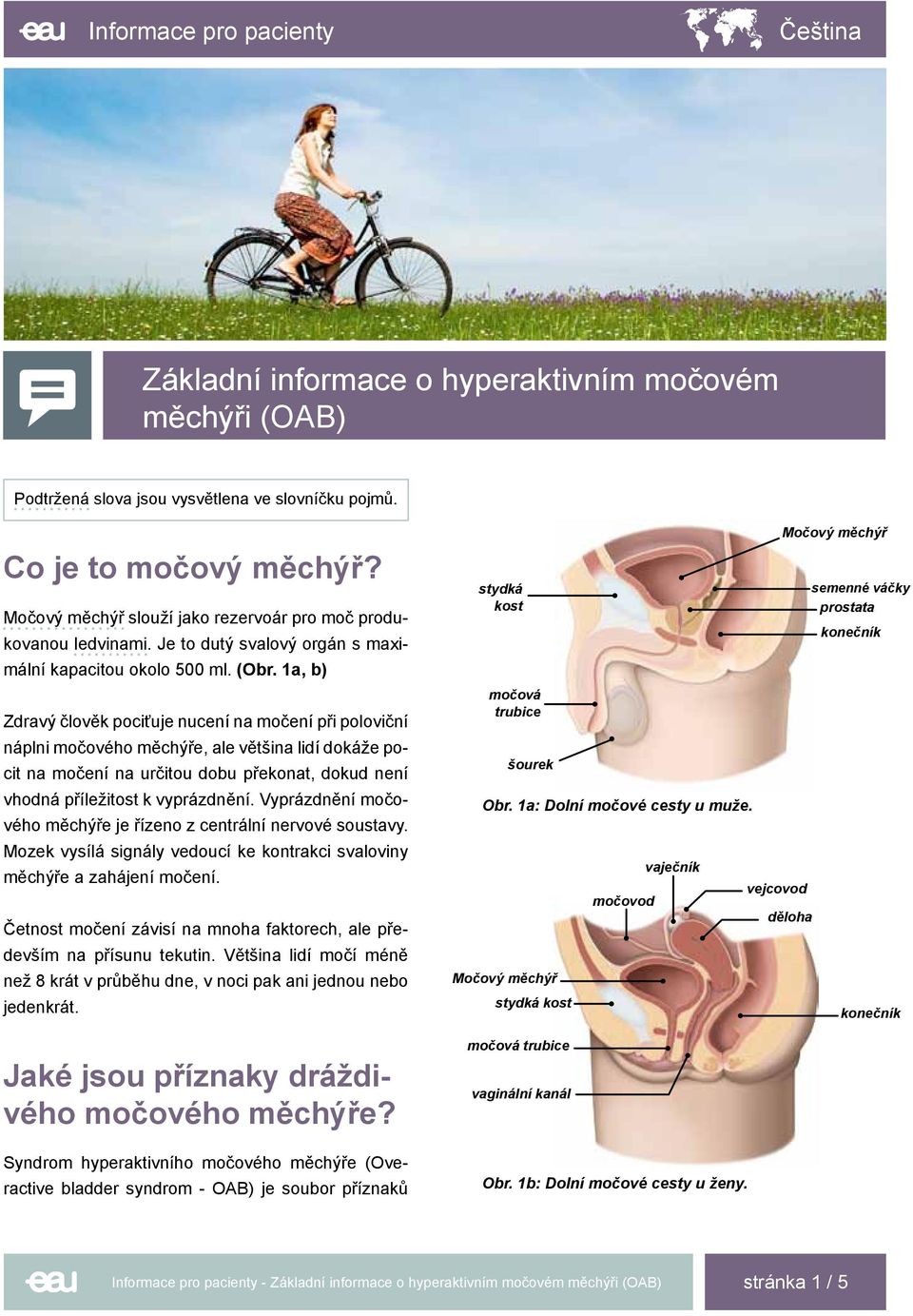 1a, b) stydká kost Močový měchýř semenné váčky prostata konečník Zdravý člověk pociťuje nucení na močení při poloviční náplni močového měchýře, ale většina lidí dokáže pocit na močení na určitou dobu