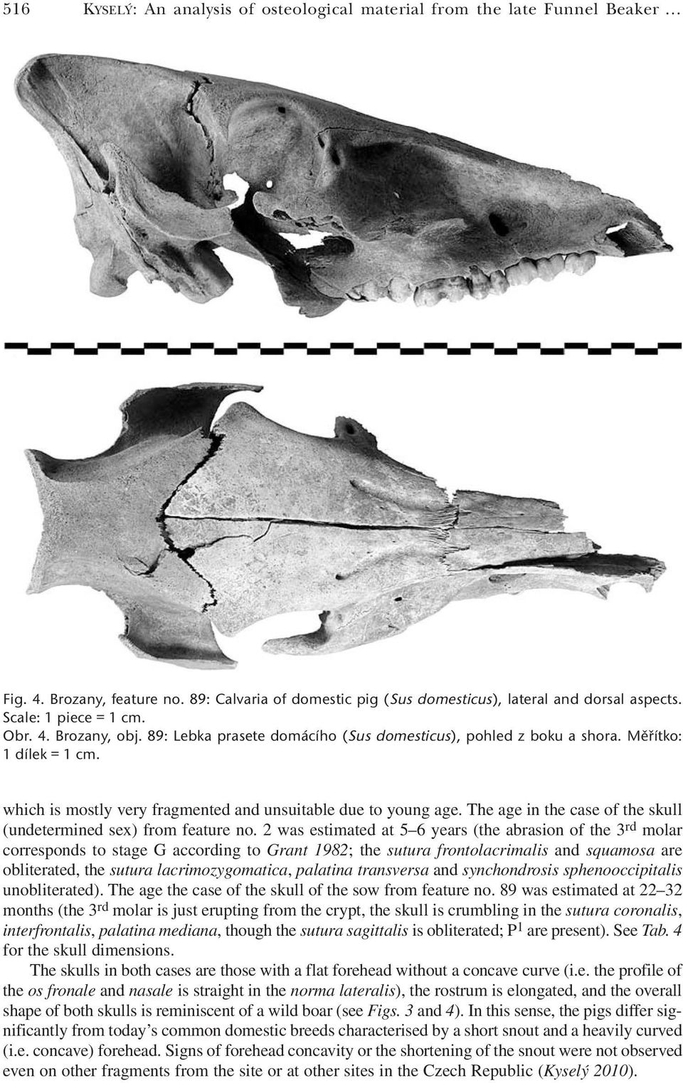 which is mostly very fragmented and unsuitable due to young age. The age in the case of the skull (undetermined sex) from feature no.