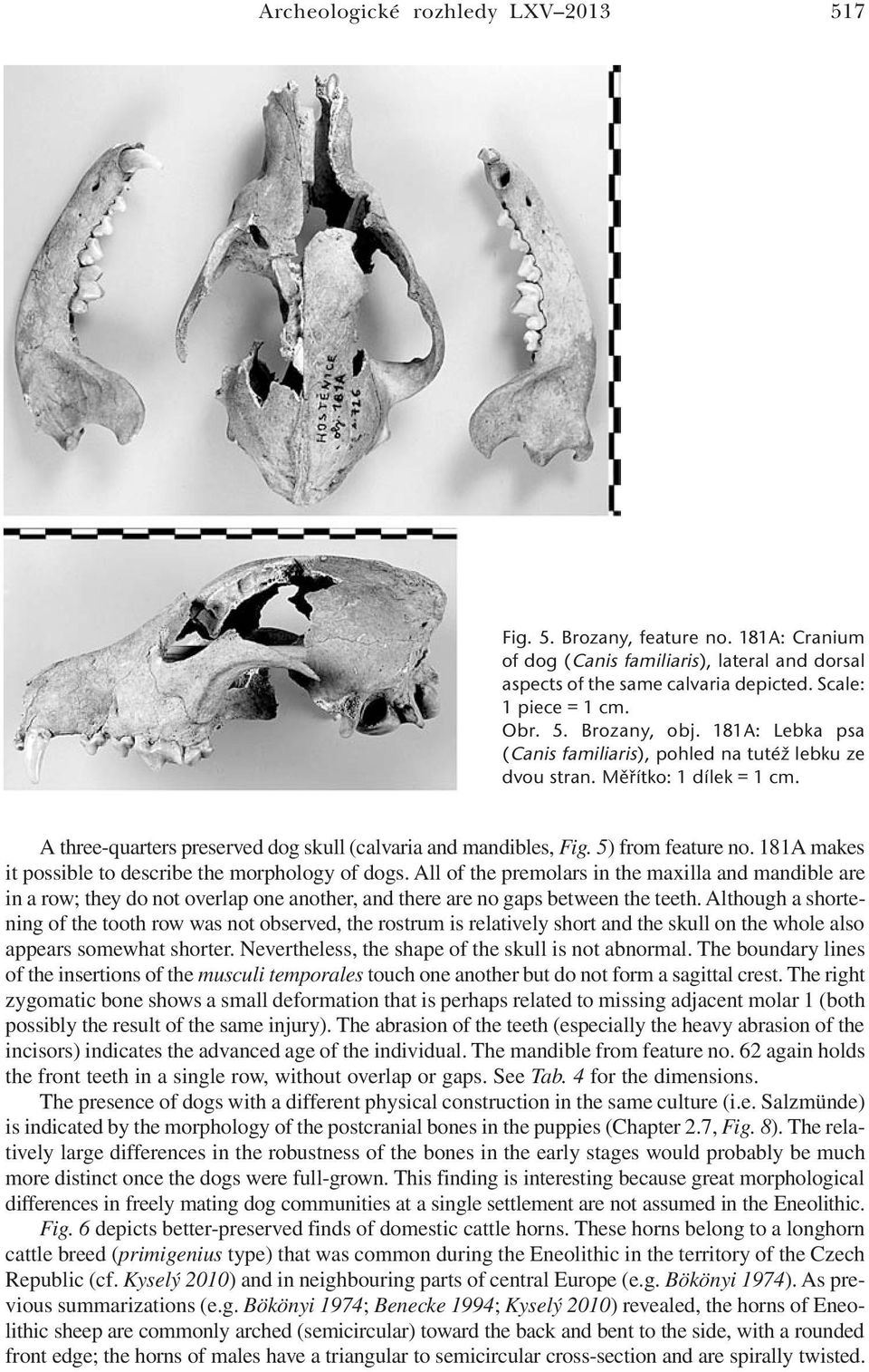 181A makes it possible to describe the morphology of dogs. All of the premolars in the maxilla and mandible are in a row; they do not overlap one another, and there are no gaps between the teeth.