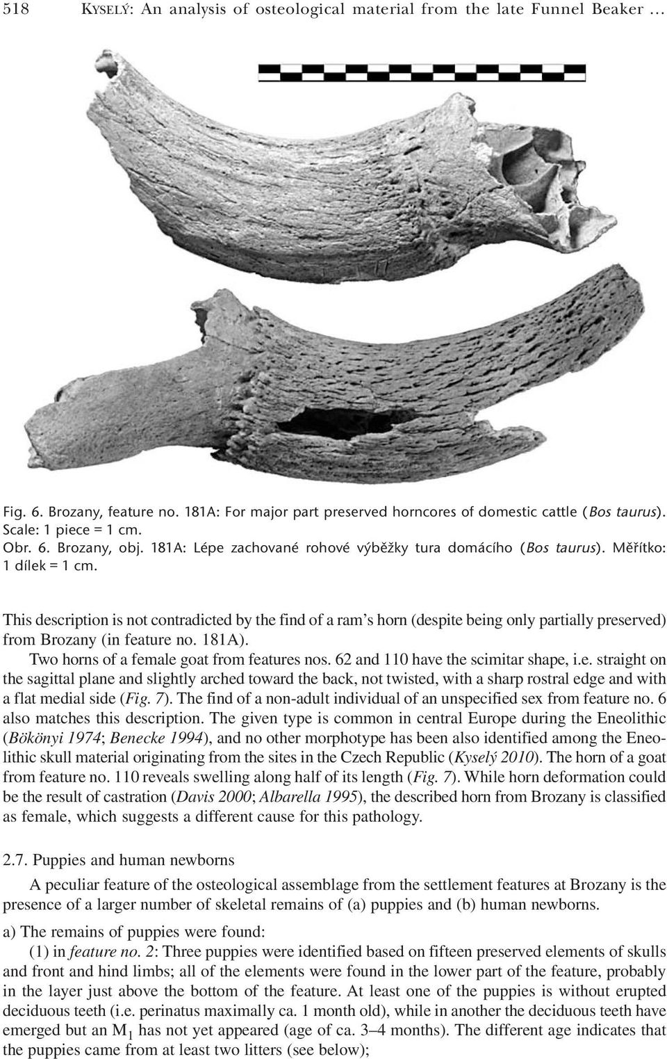 This description is not contradicted by the find of a ram s horn (despite being only partially preserved) from Brozany (in feature no. 181A). Two horns of a female goat from features nos.