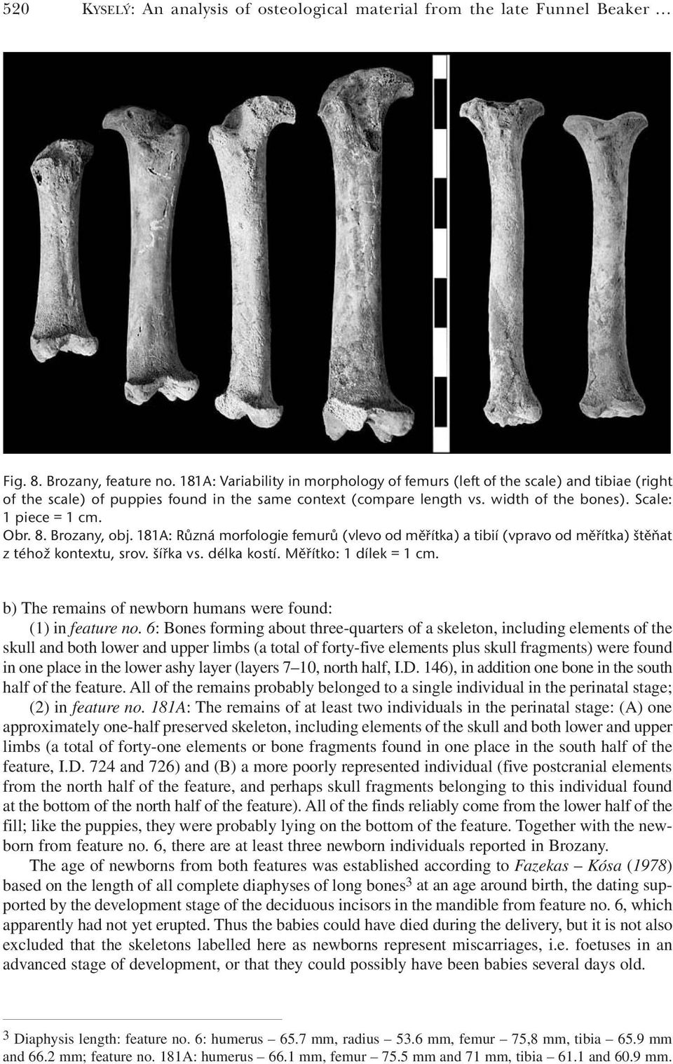 8. Brozany, obj. 181A: Různá morfologie femurů (vlevo od měřítka) a tibií (vpravo od měřítka) štěňat z téhož kontextu, srov. šířka vs. délka kostí. Měřítko: 1 dílek = 1 cm.