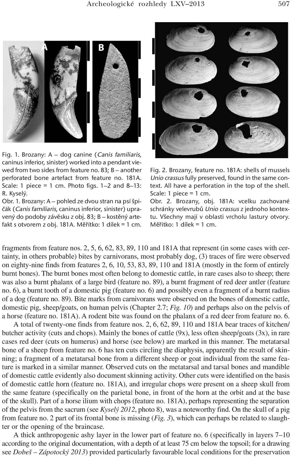83; B kostěný artefakt s otvorem z obj. 181A. Měřítko: 1 dílek = 1 cm. Fig. 2. Brozany, feature no. 181A: shells of mussels Unio crassus fully preserved, found in the same context.