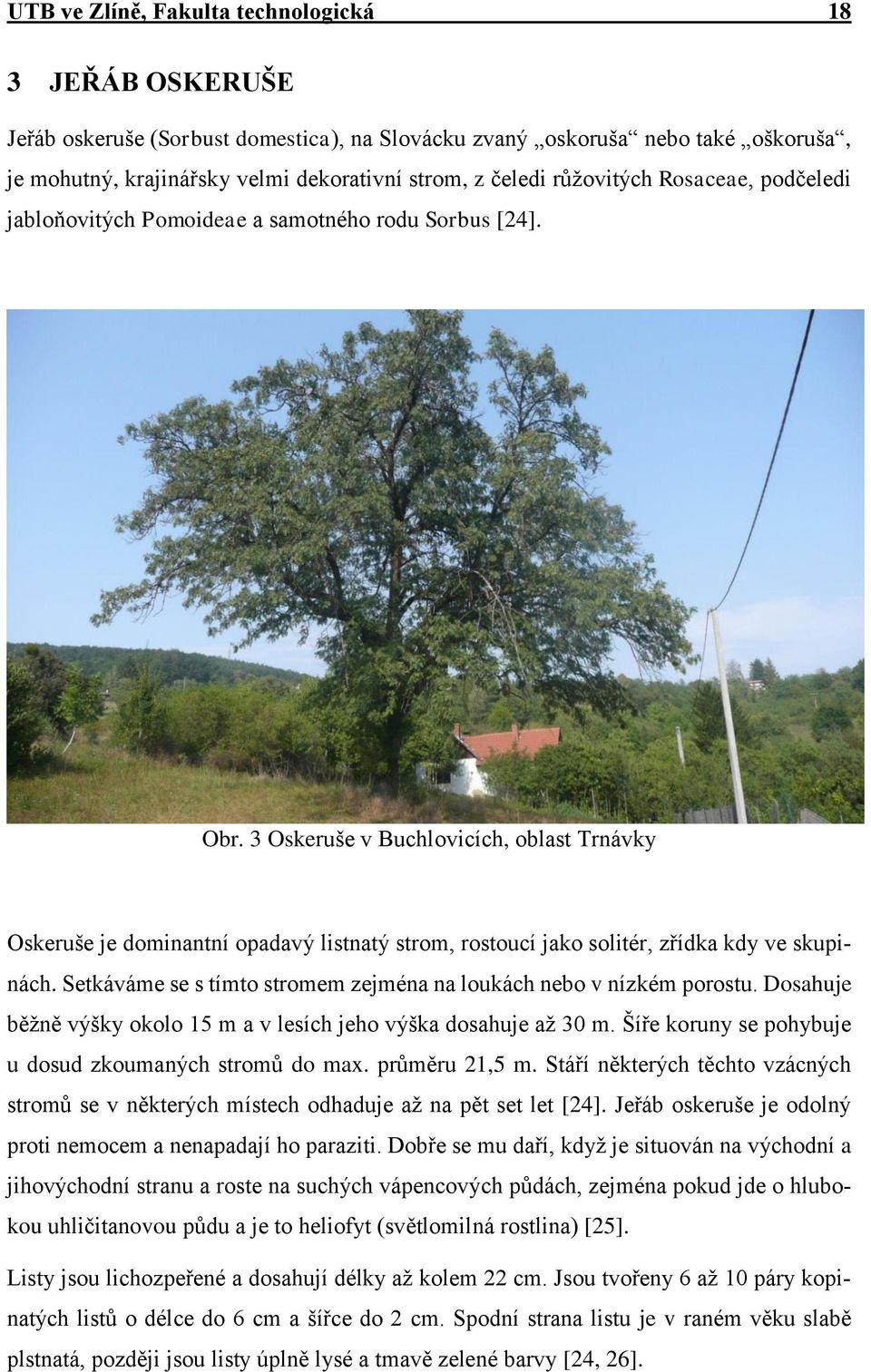 3 Oskeruše v Buchlovicích, oblast Trnávky Oskeruše je dominantní opadavý listnatý strom, rostoucí jako solitér, zřídka kdy ve skupinách.