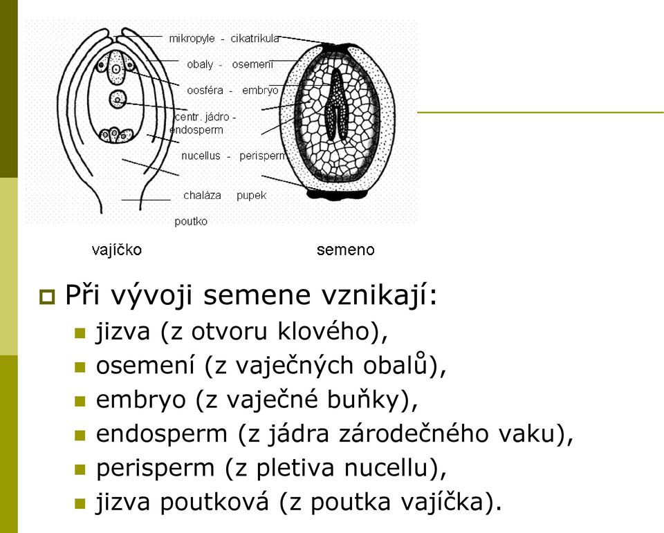 vaječné buňky), endosperm (z jádra zárodečného