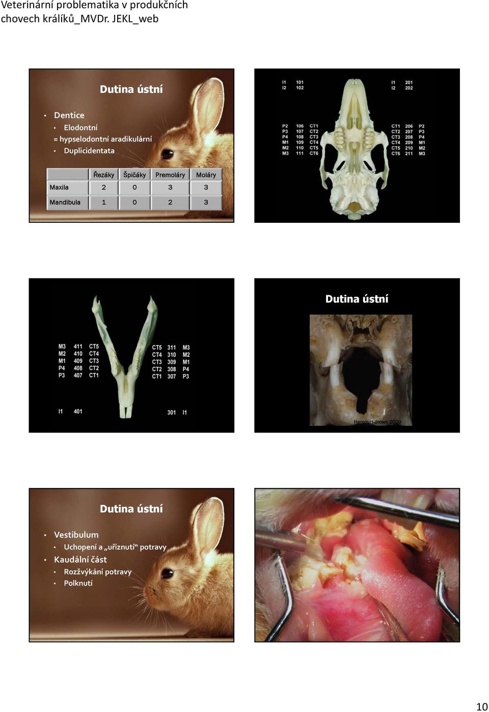 Mandibula 1 0 2 3 Králík Dutina ústní Harcourt-Brown 2009 Dutina ústní