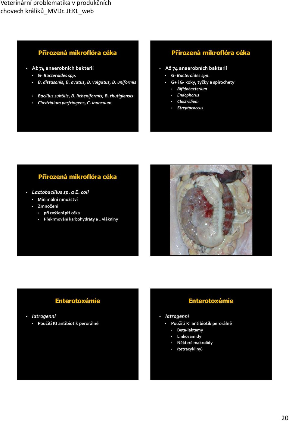 G+ ig koky, tyčky a spirochety Bifidobacterium Endophorus Clostridium Streptococcus Přirozená mikroflóra céka Lactobacillus sp. a E.