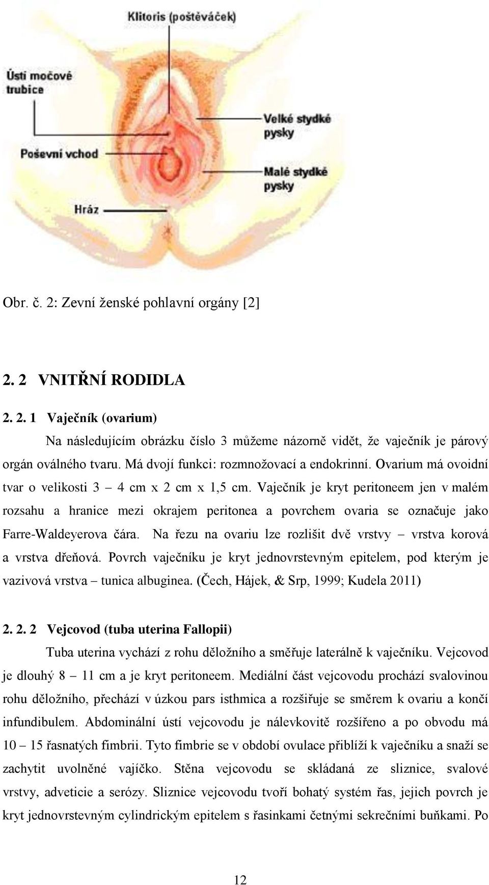 Vječník je kryt peritoneem jen v mlém rozshu hrnice mezi okrjem peritone povrchem ovri se oznčuje jko Frre-Wldeyerov čár. N řezu n ovriu lze rozlišit dvě vrstvy vrstv korová vrstv dřeňová.