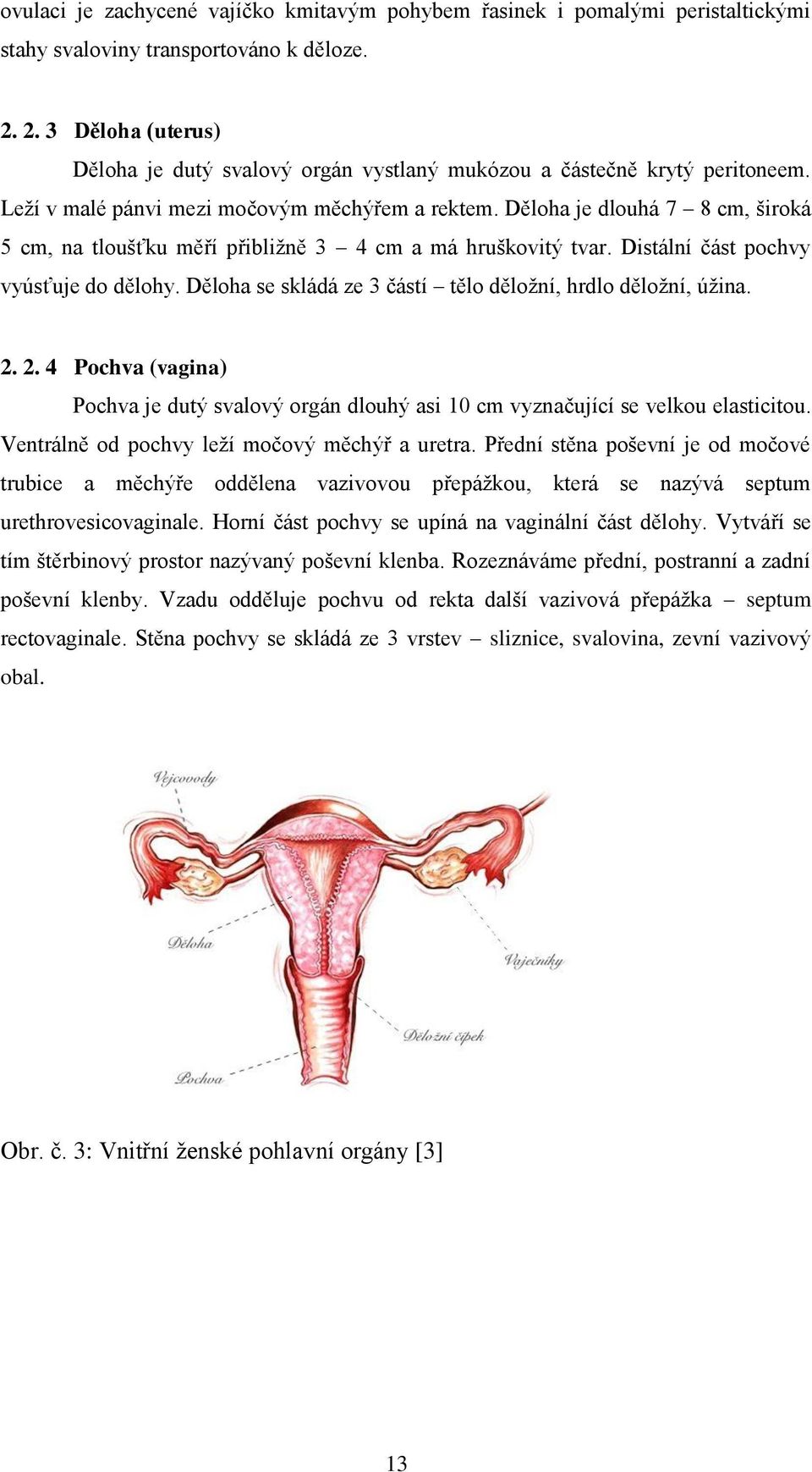 Děloh se skládá ze 3 částí tělo děložní, hrdlo děložní, úžin. 2. 2. 4 Pochv (vgin) Pochv je dutý svlový orgán dlouhý si 10 cm vyznčující se velkou elsticitou.