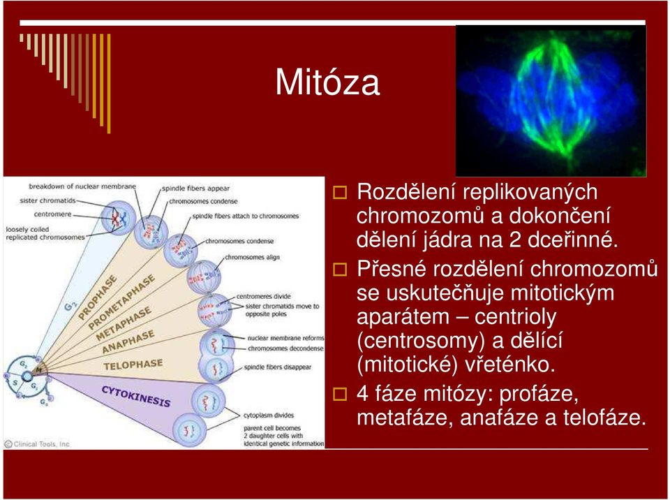 Přesné rozdělení chromozomů se uskutečňuje mitotickým aparátem