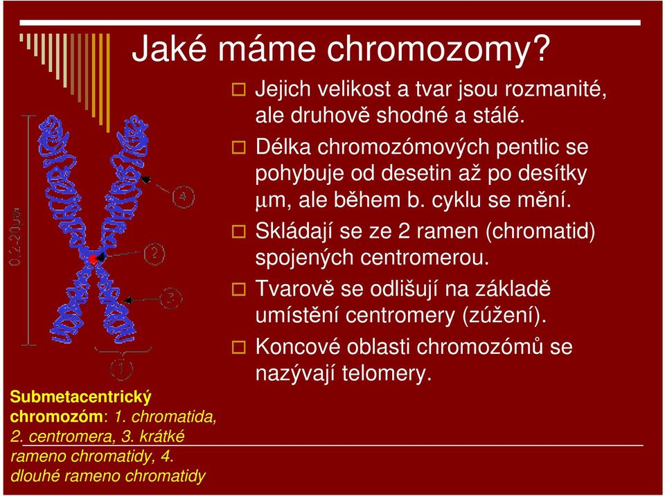 Délka chromozómových pentlic se pohybuje od desetin až po desítky µm, ale během b. cyklu se mění.