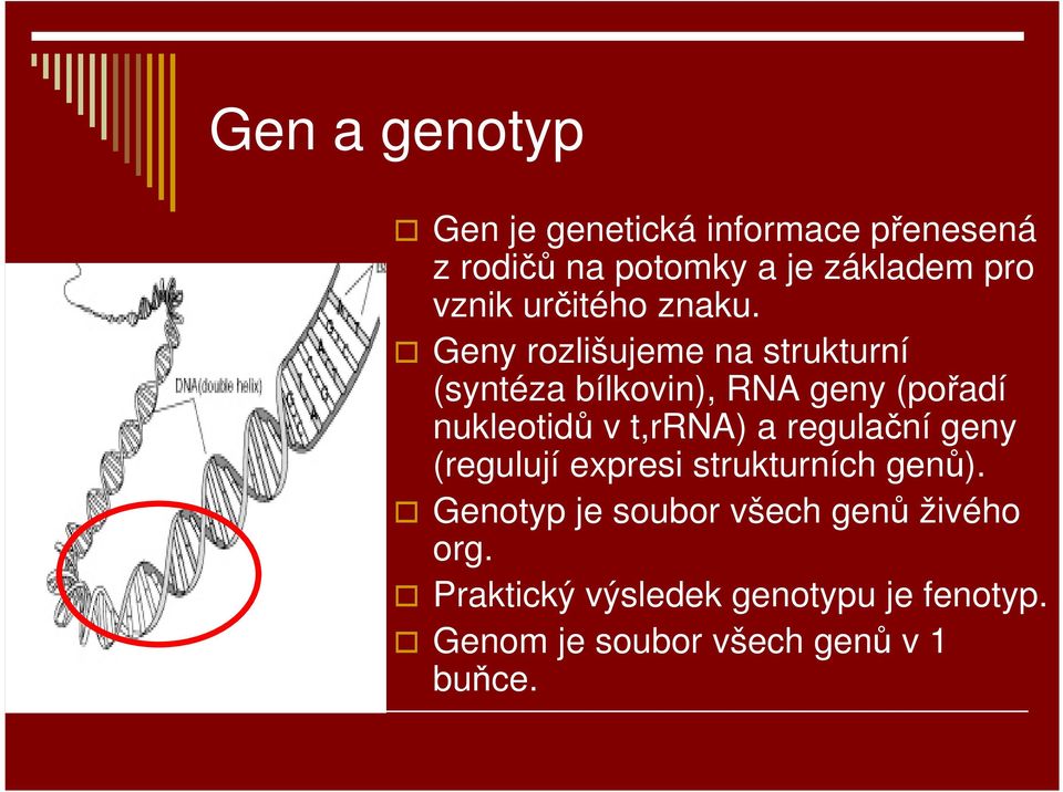 Geny rozlišujeme na strukturní (syntéza bílkovin), RNA geny (pořadí nukleotidů v t,rrna) a