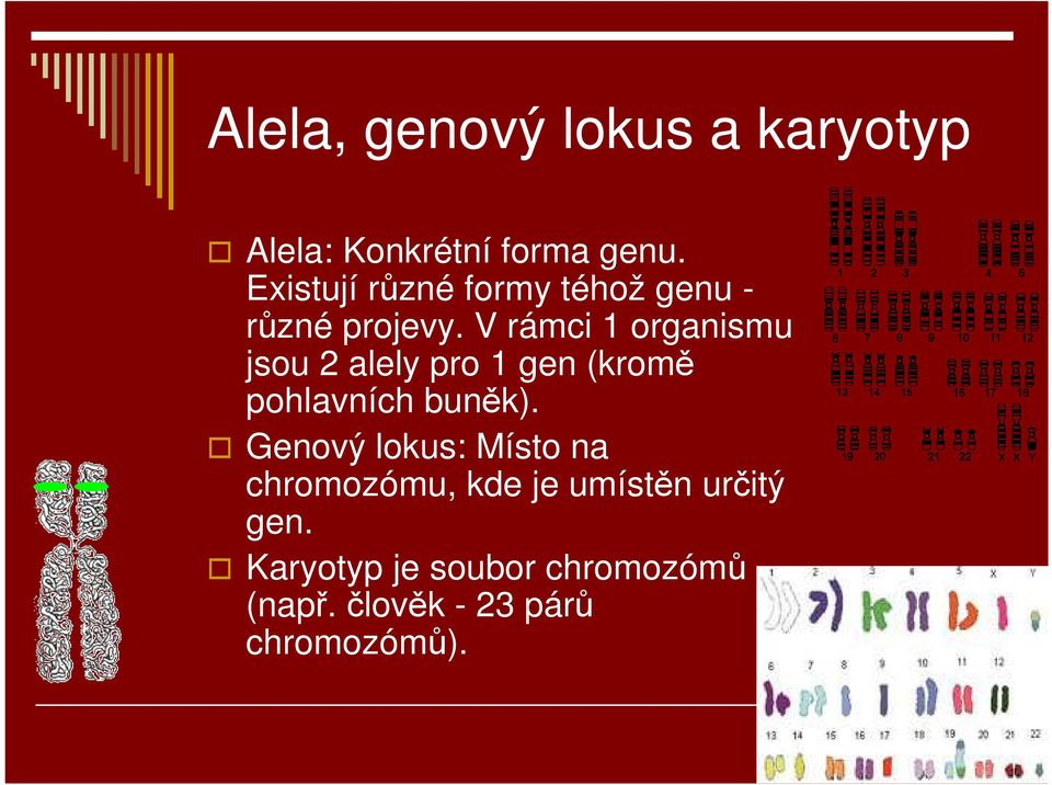 V rámci 1 organismu jsou 2 alely pro 1 gen (kromě pohlavních buněk).