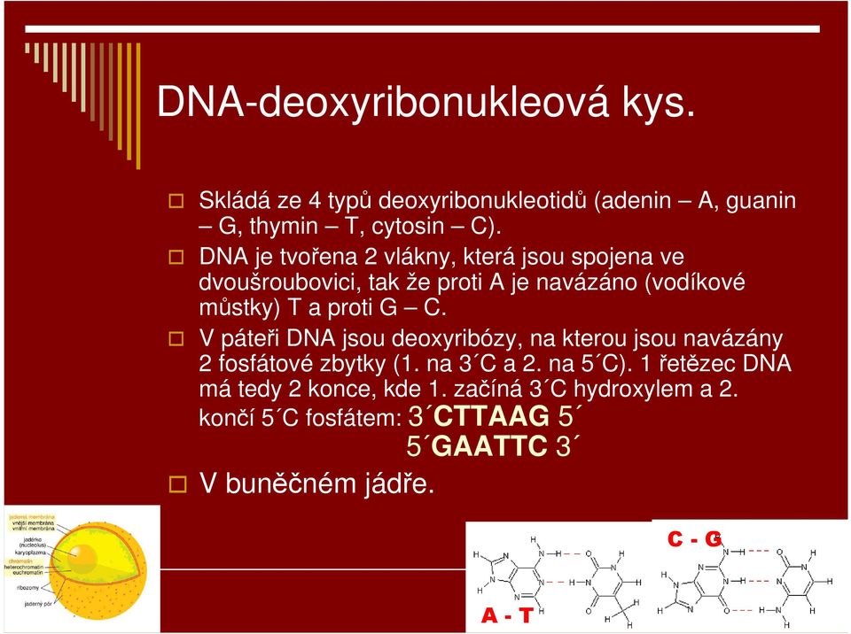 proti G C. V páteři DNA jsou deoxyribózy, na kterou jsou navázány 2 fosfátové zbytky (1. na 3 C a 2. na 5 C).